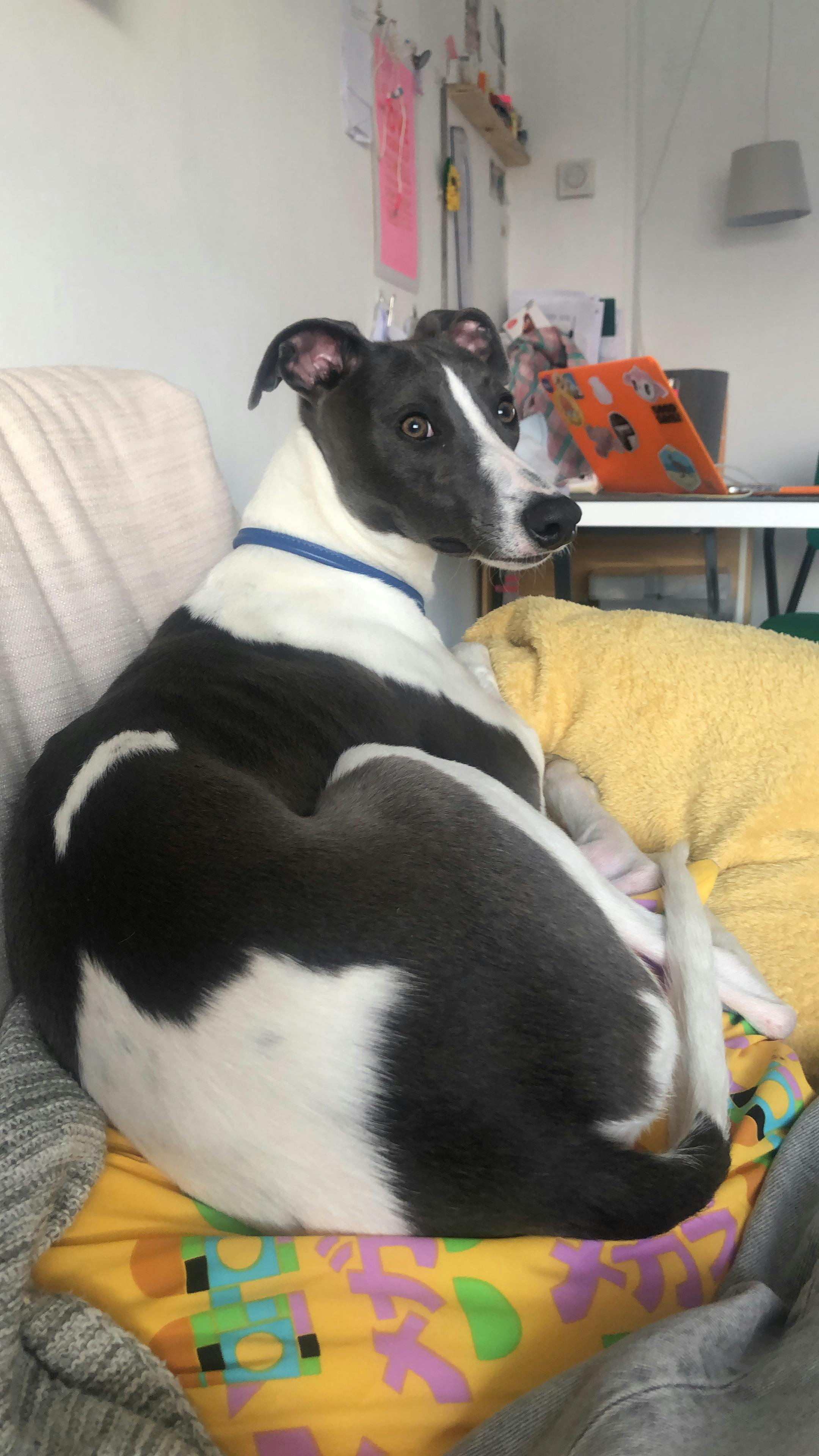 petiquette whippet collars