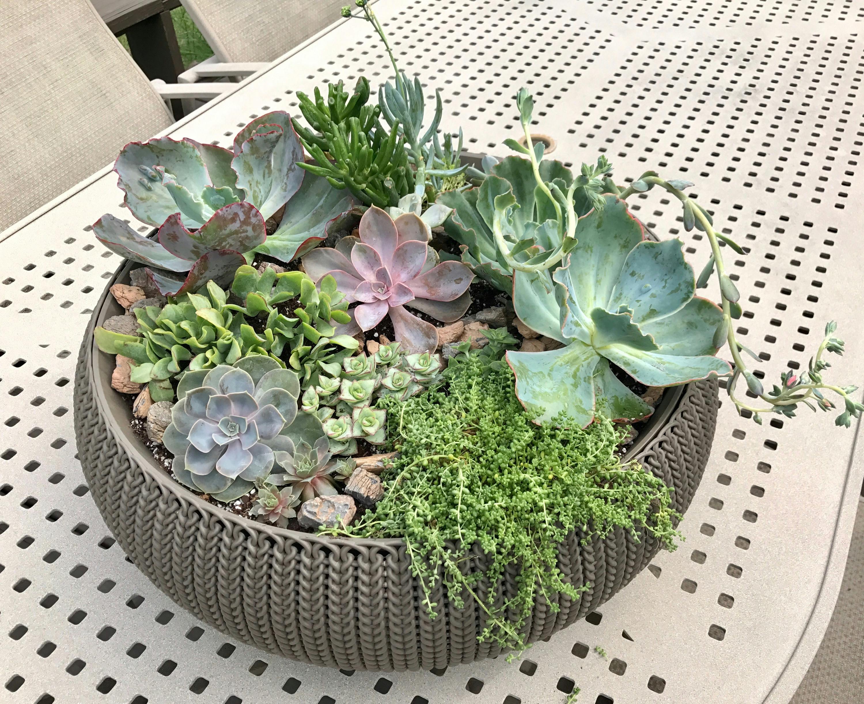 6" Echeveria Succulent Hybrid Wedding Succulent Favors for Sale Bulk