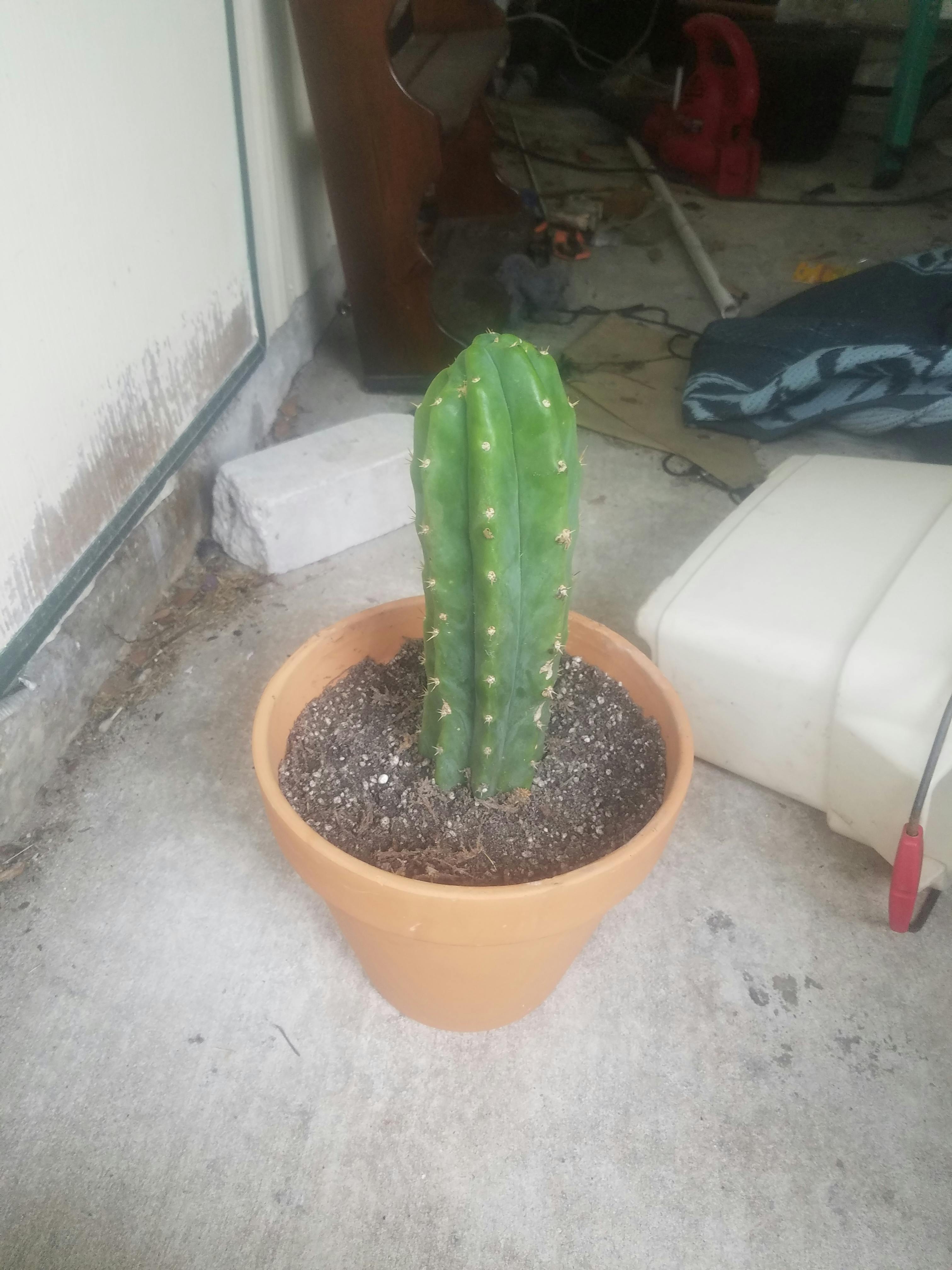 Trichocereus Ornamental Cactus Propagated Cutting and ...