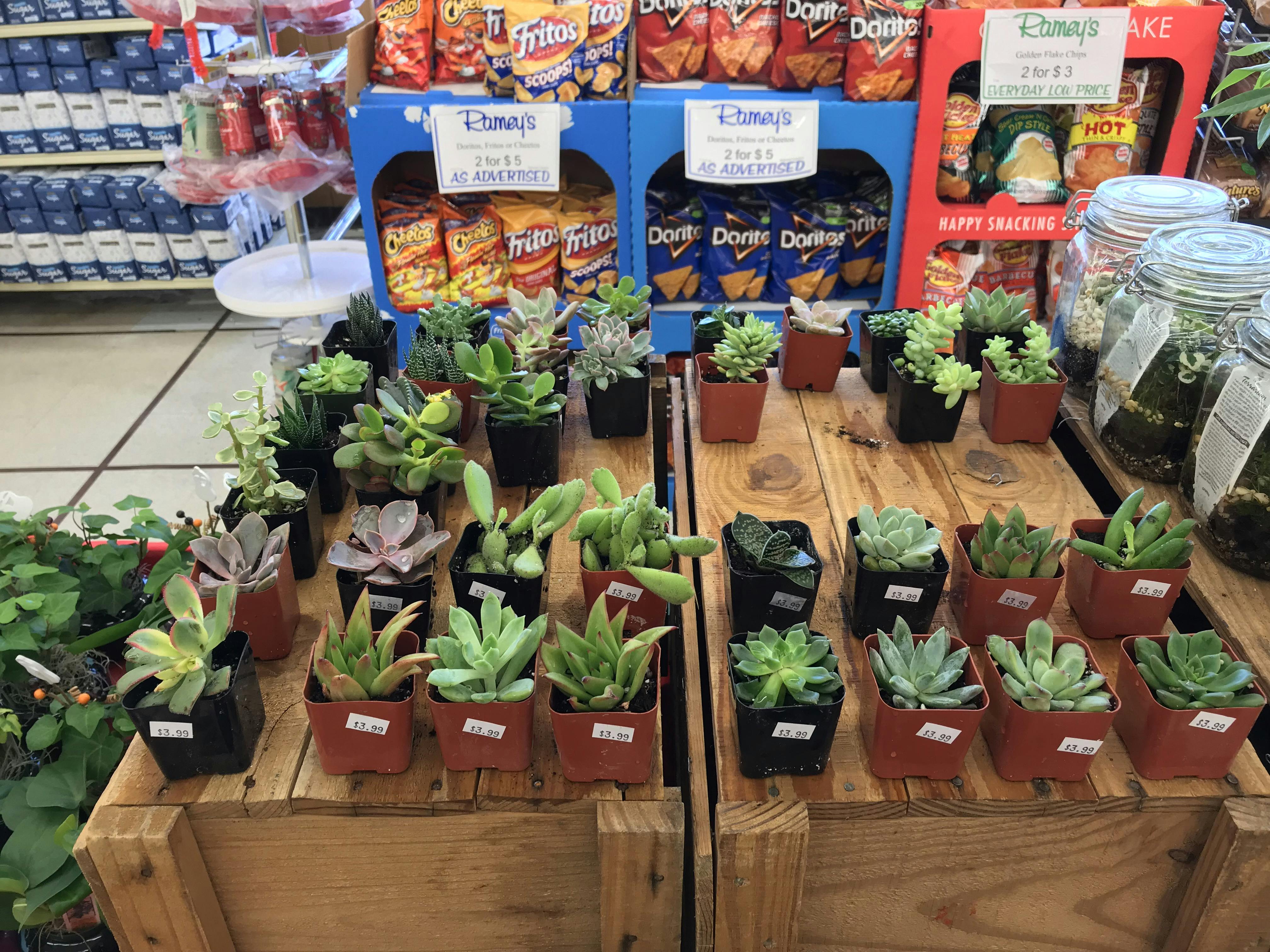 2" Assorted Succulent Succulents for Sale Bulk Succulent Wedding Favors