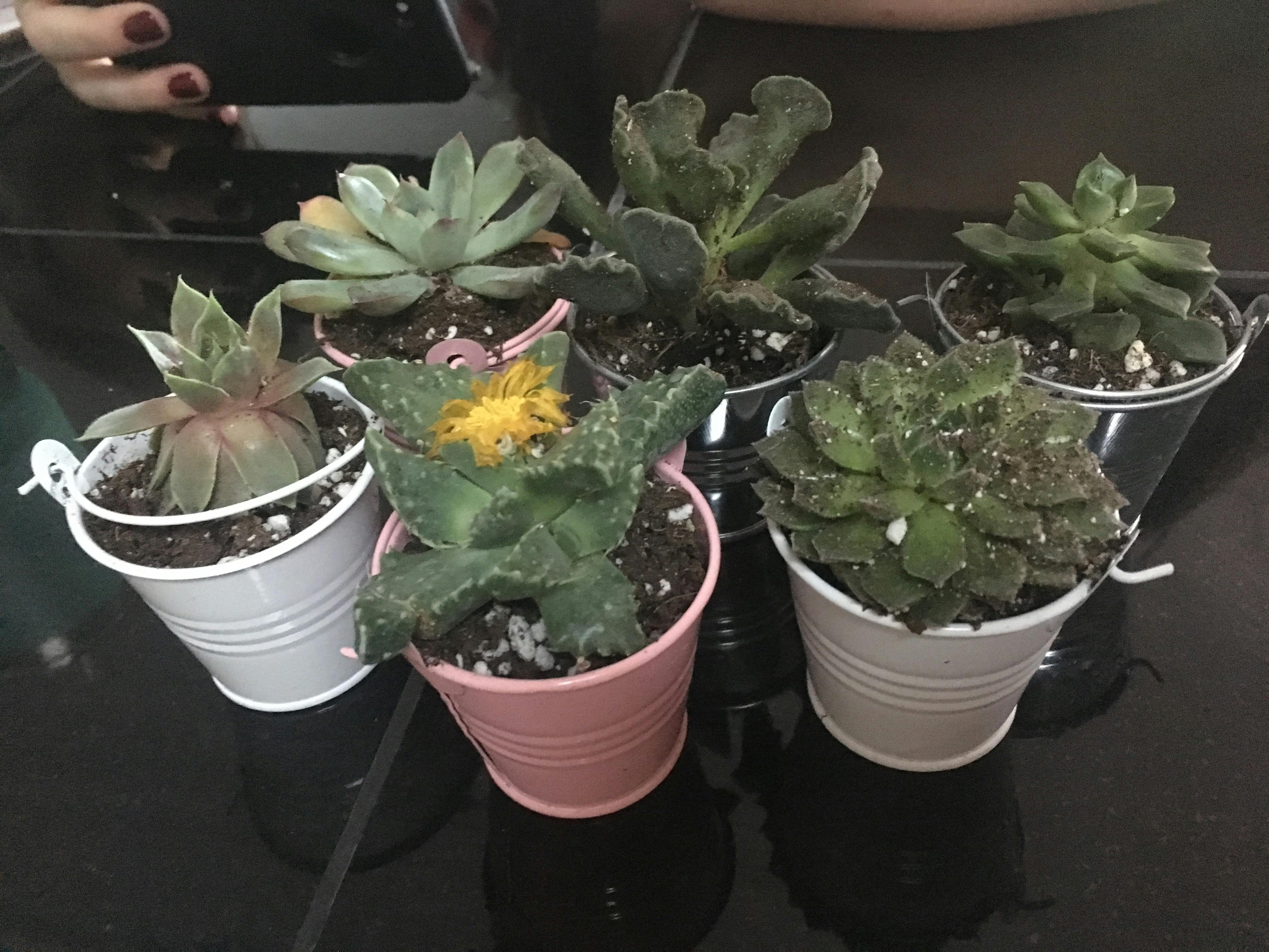 2" Assorted Succulent Succulents for Sale Bulk Succulent Wedding Favors