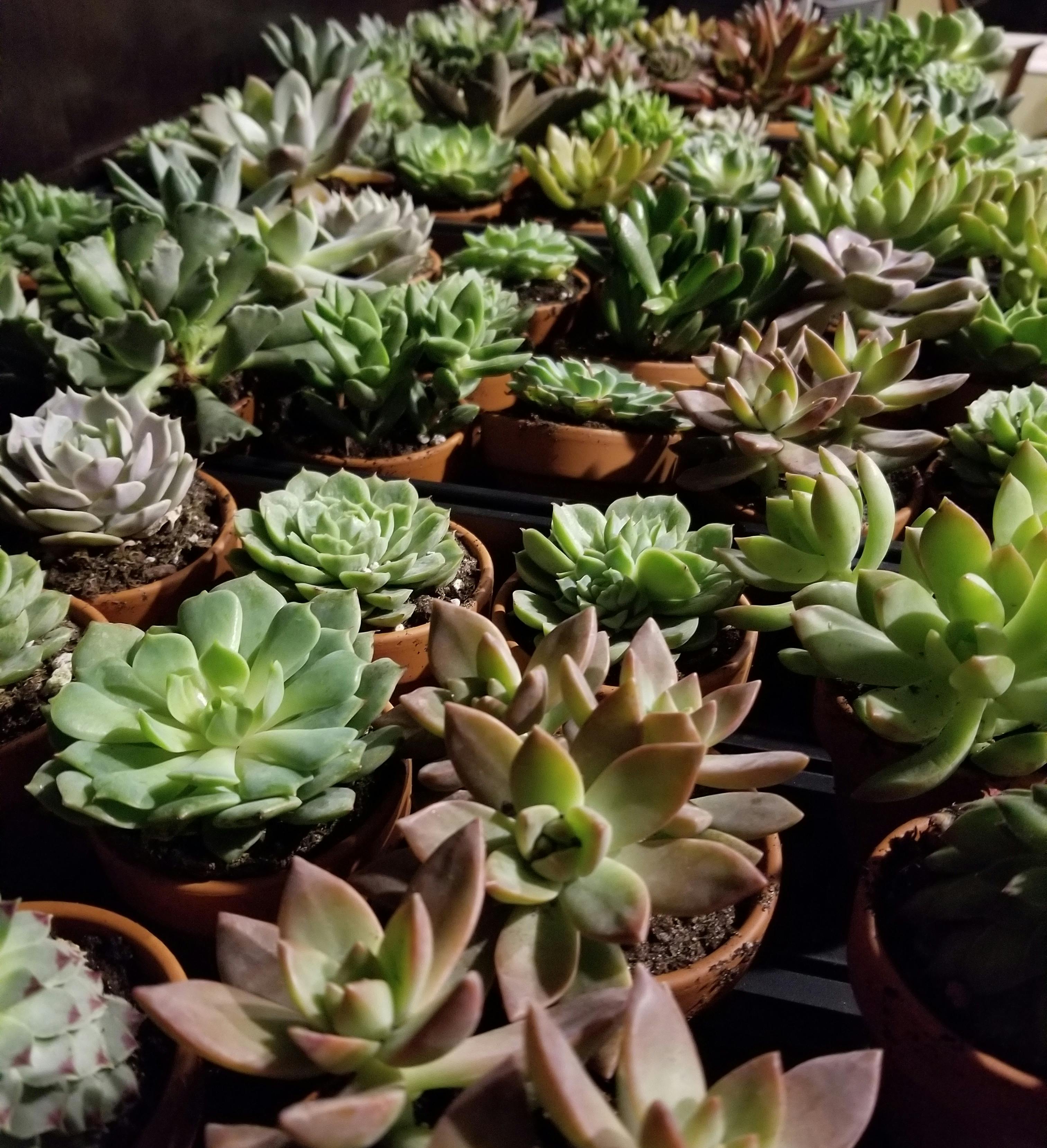 2.5" Assorted Succulents Wedding Succulent Favors for Sale Bulk