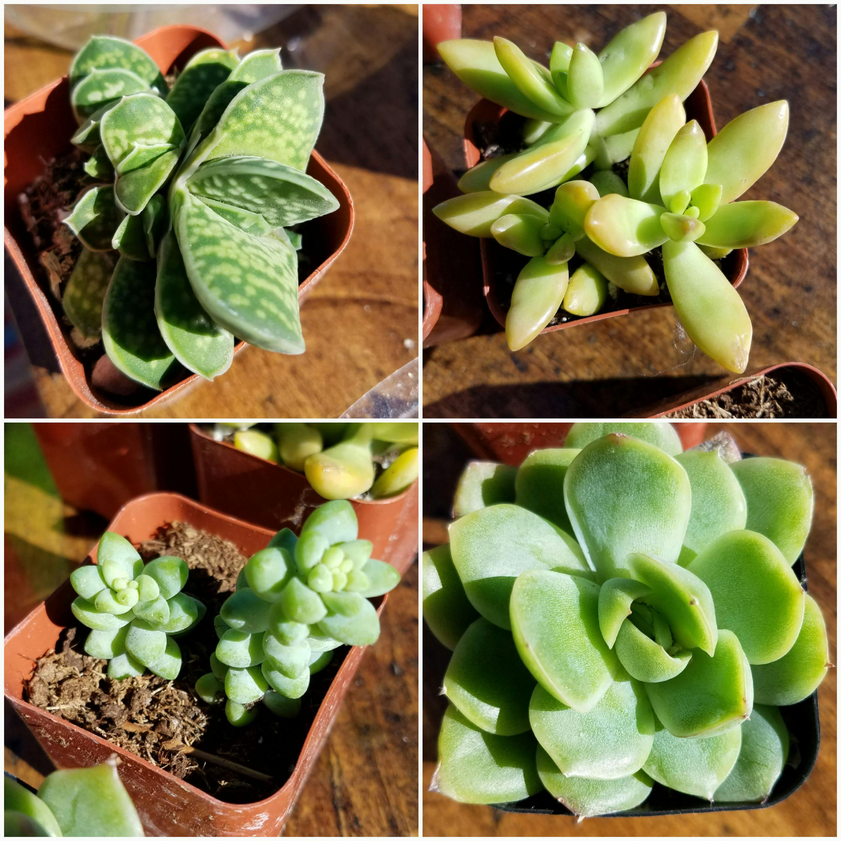 2" Assorted Succulent Wedding Succulent Favors for Sale Bulk Succulents