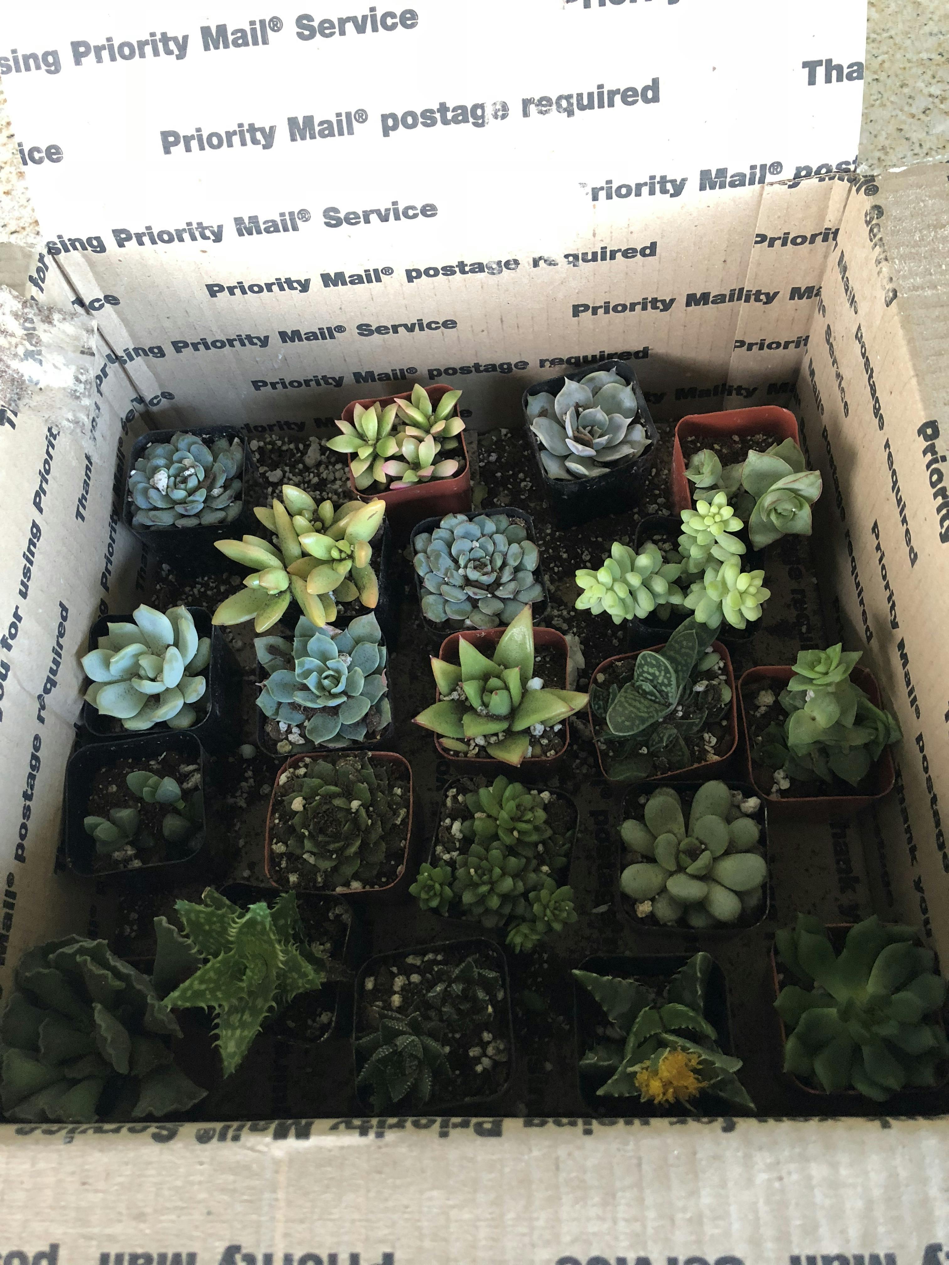 2" Assorted Succulent Wedding Succulent Favors for Sale Bulk Succulents