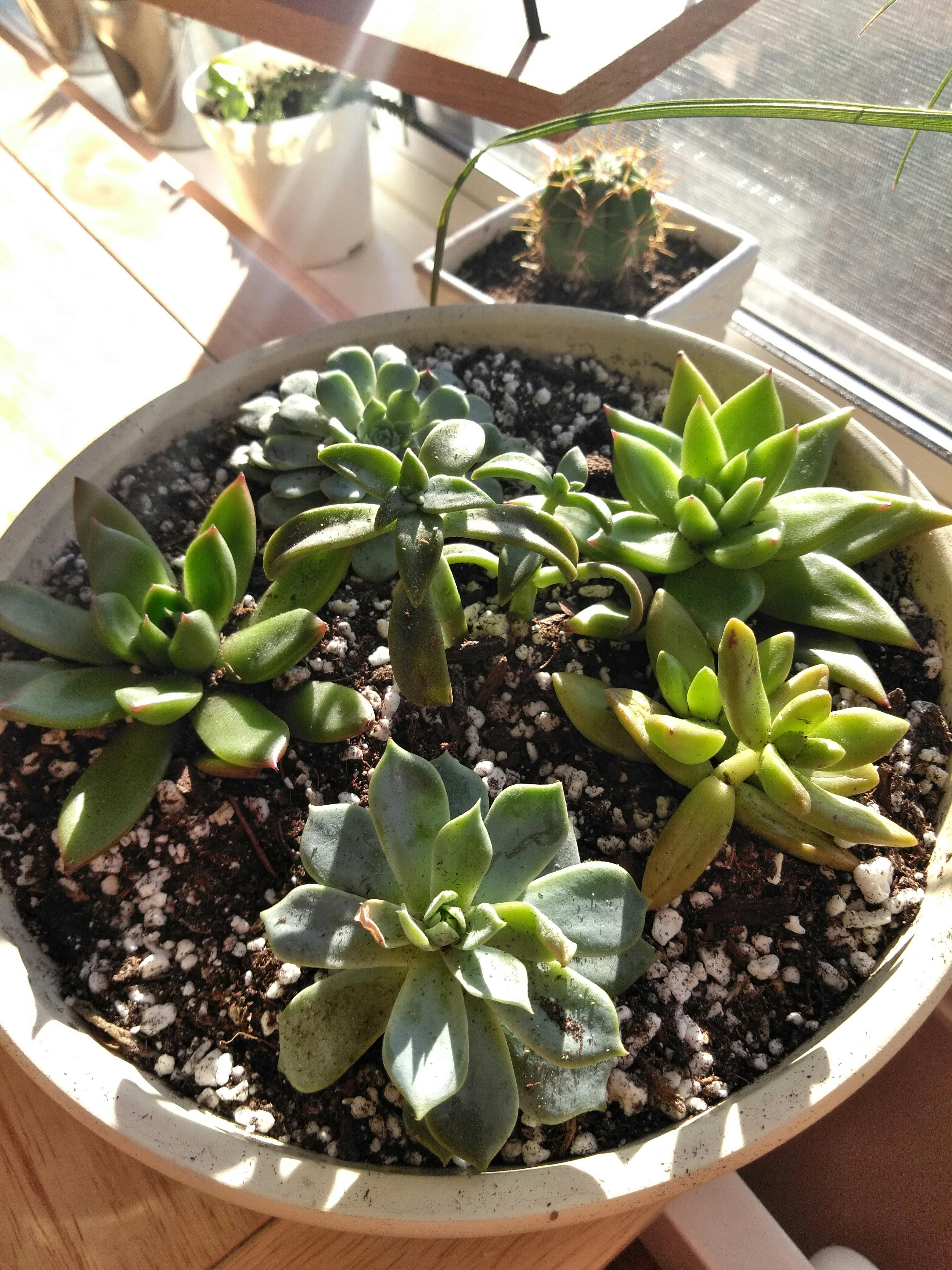 2" Assorted Succulent Wedding Succulent Favors for Sale Bulk Succulents