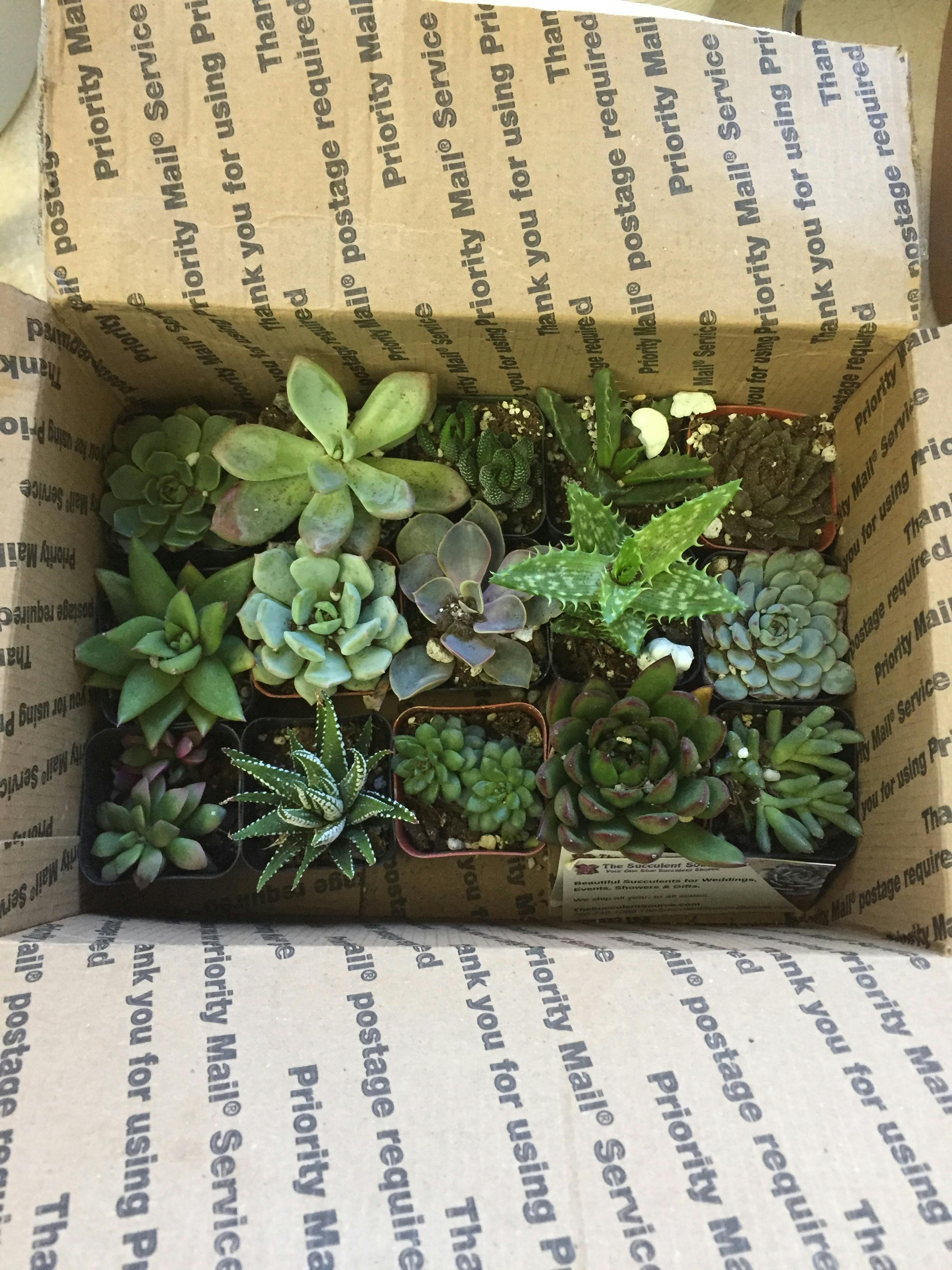 2" Assorted Succulent Wedding Succulent Favors for Sale Bulk Succulents