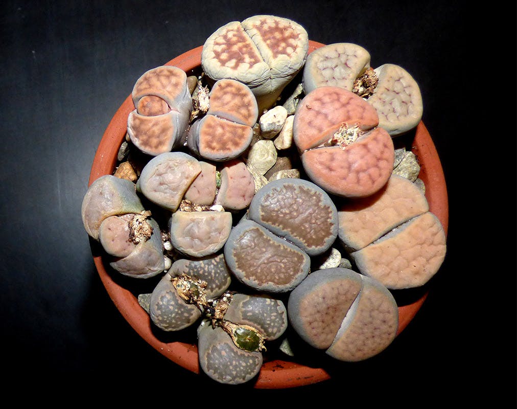 Lithops Living Stones assorted & Exact Lithop & Mesemb collections