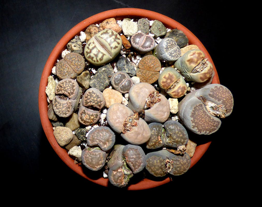 Lithops Living Stones assorted & Exact Lithop & Mesemb collections
