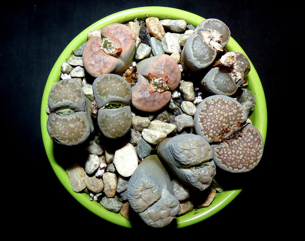 Lithops Living Stones assorted & Exact Lithop & Mesemb collections