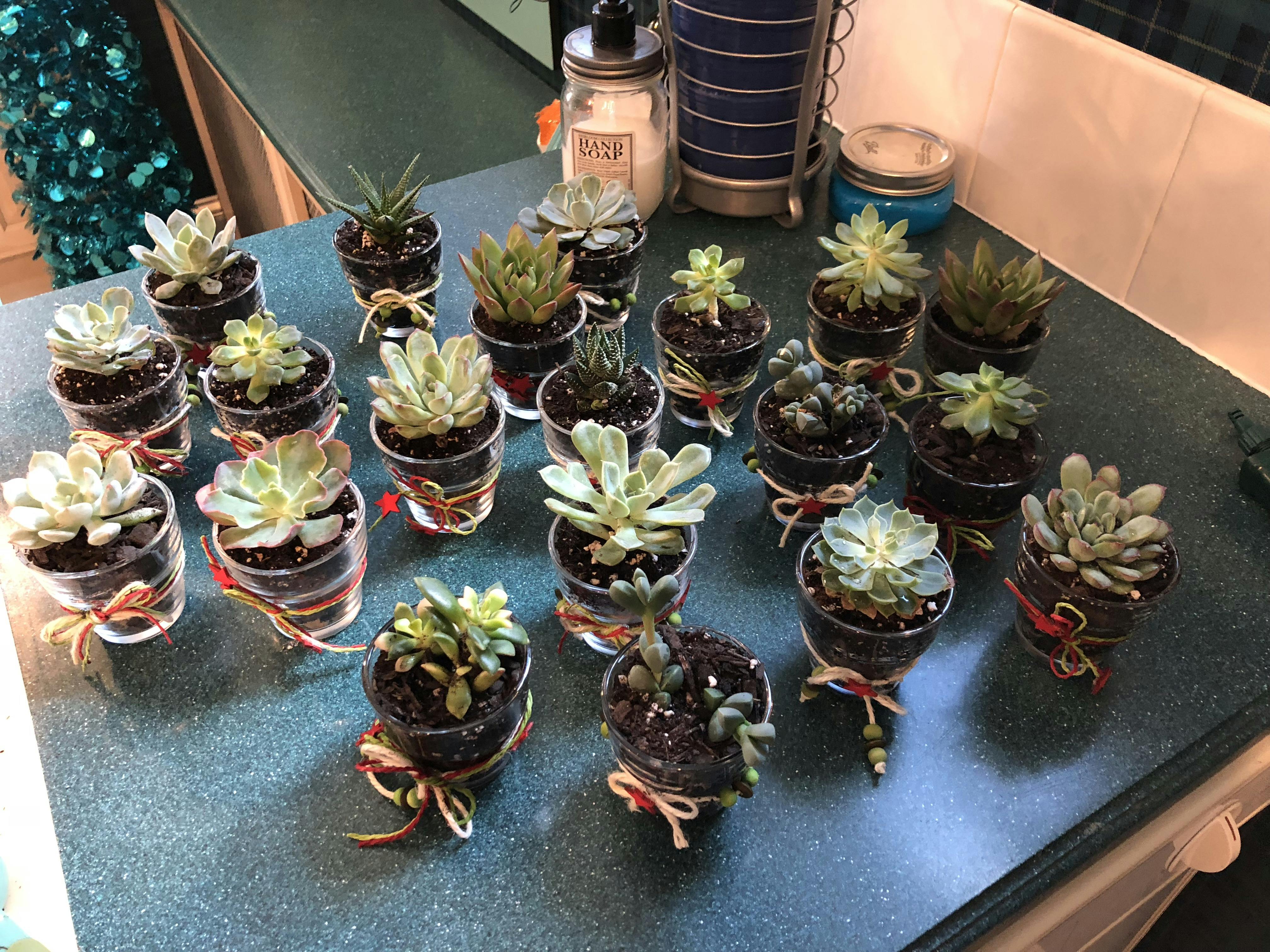 2" Assorted Succulent Wedding Succulent Favors for Sale Bulk Succulents