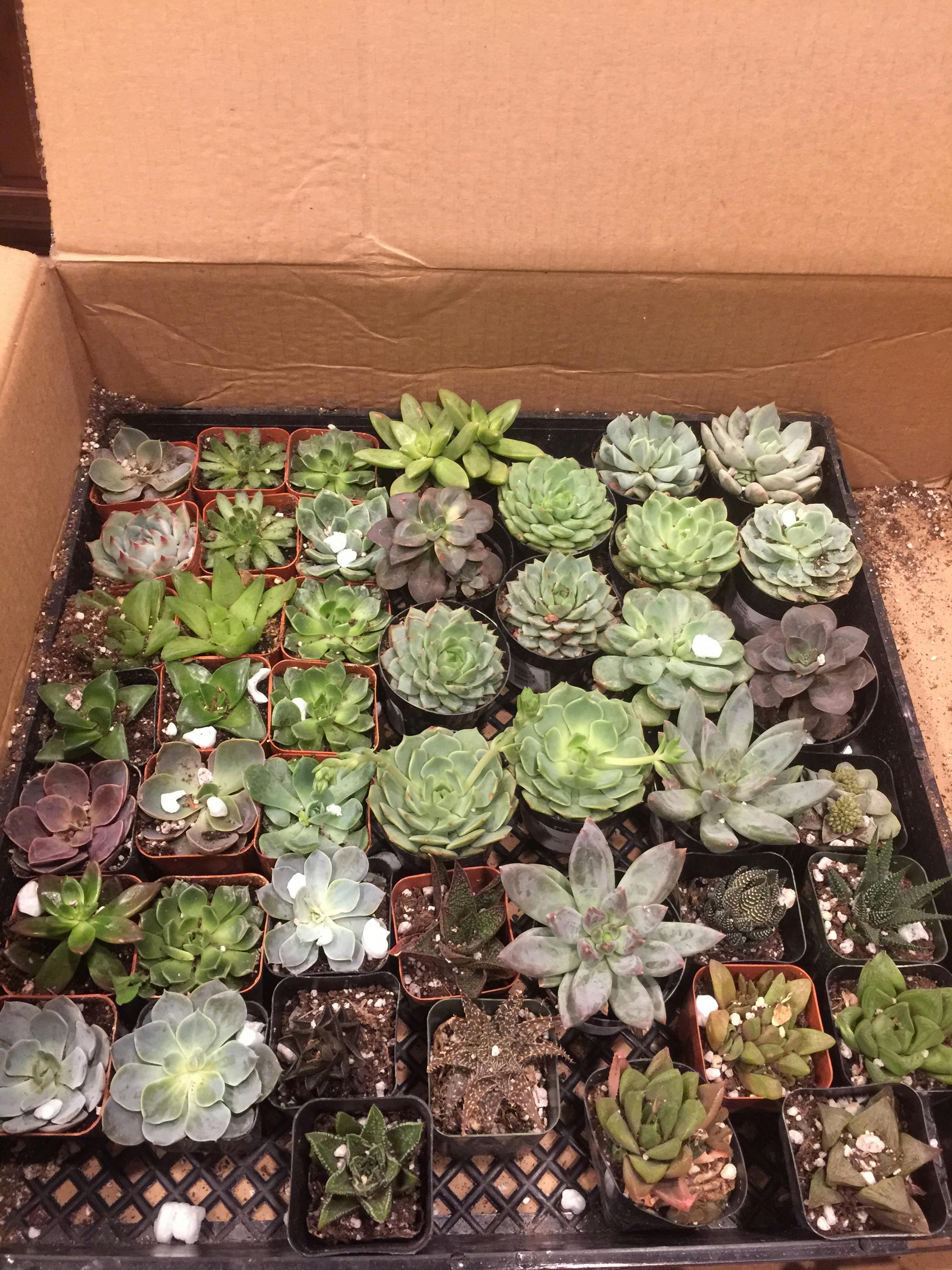 Haworthias by JAMES Wedding Succulent Favors for Sale Bulk Succulents