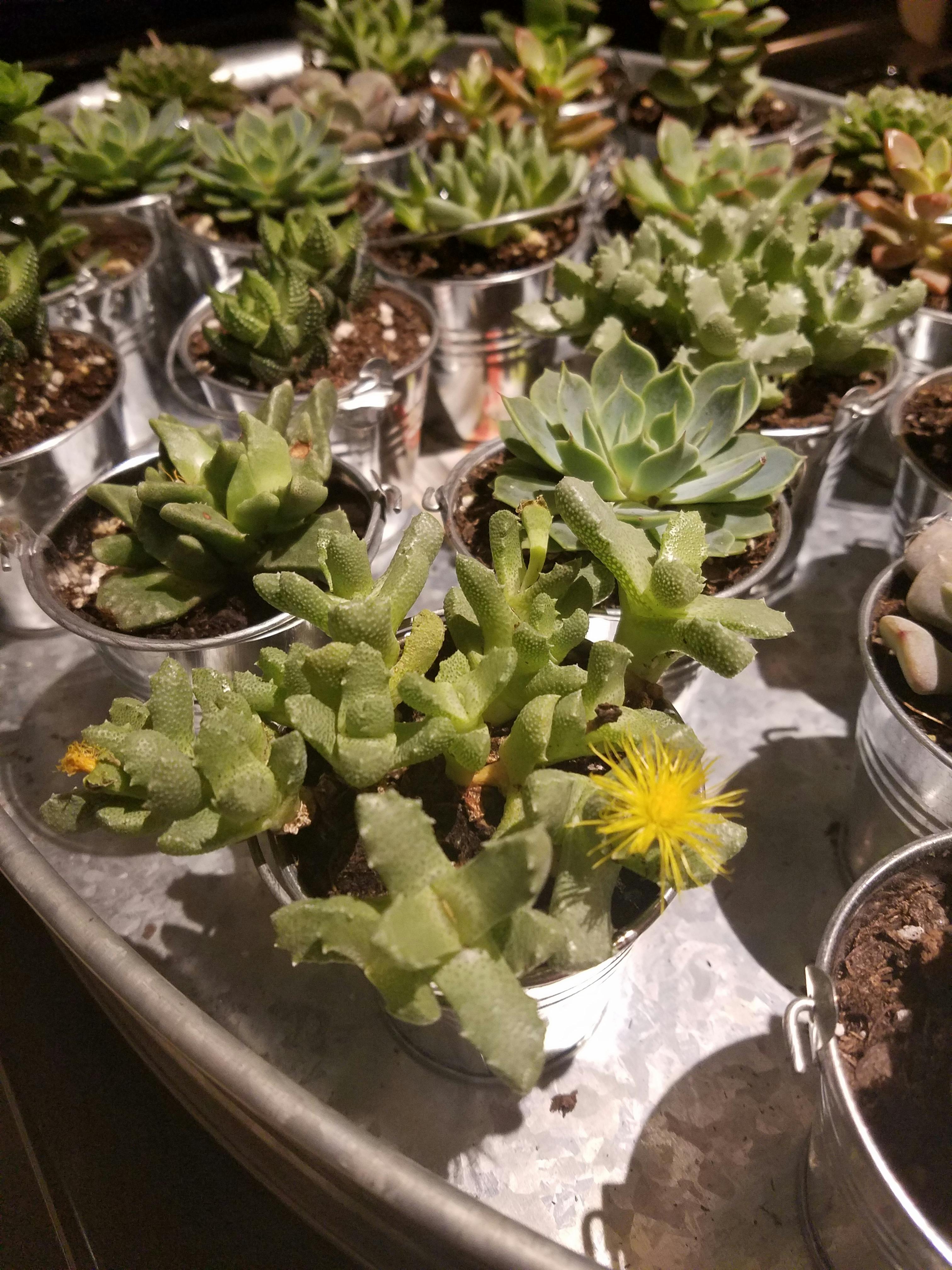 2" Assorted Succulent Wedding Succulent Favors for Sale Bulk Succulents