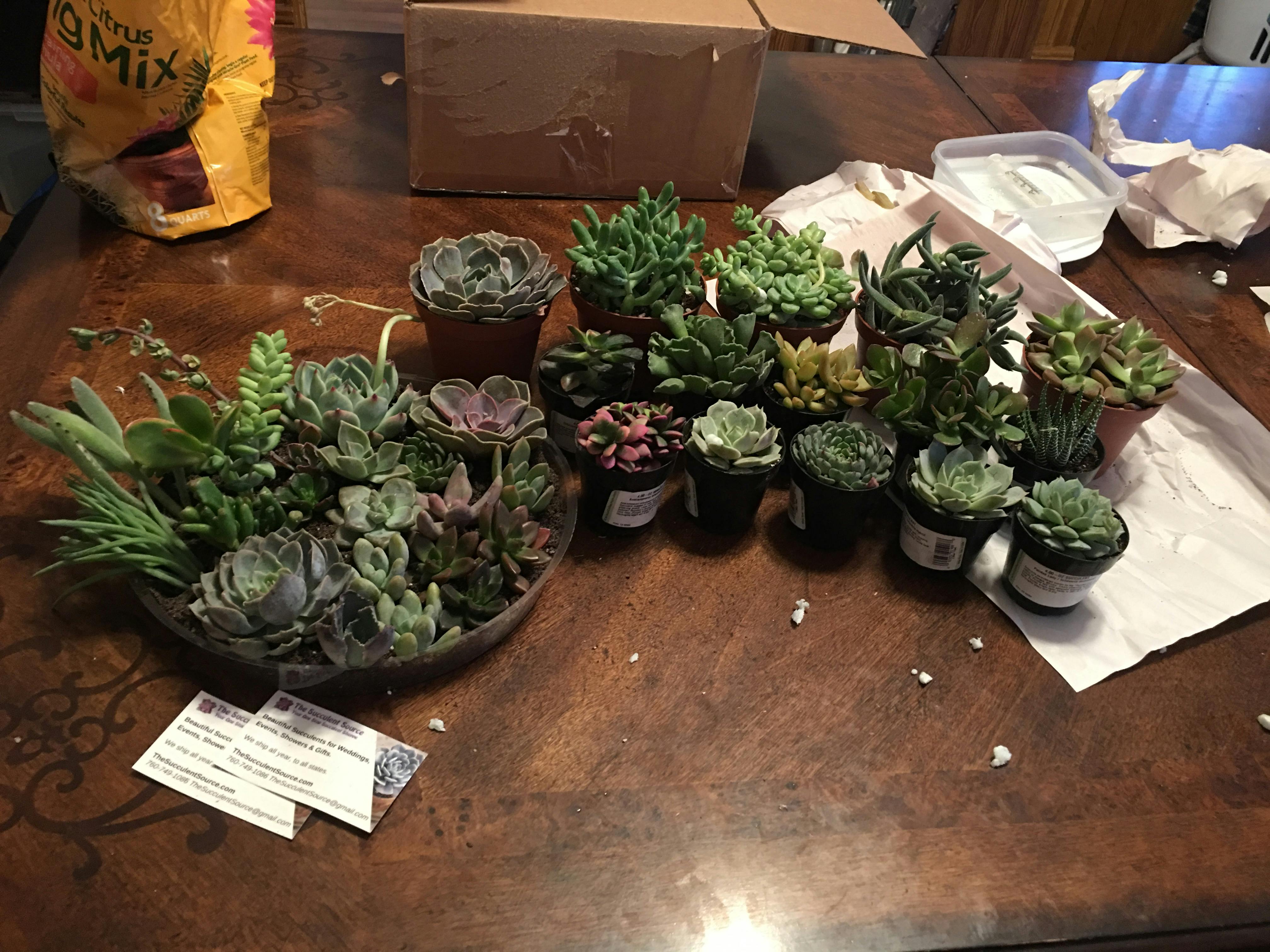 4" Assorted Succulents Wedding Succulent Favors for Sale Bulk Succulents