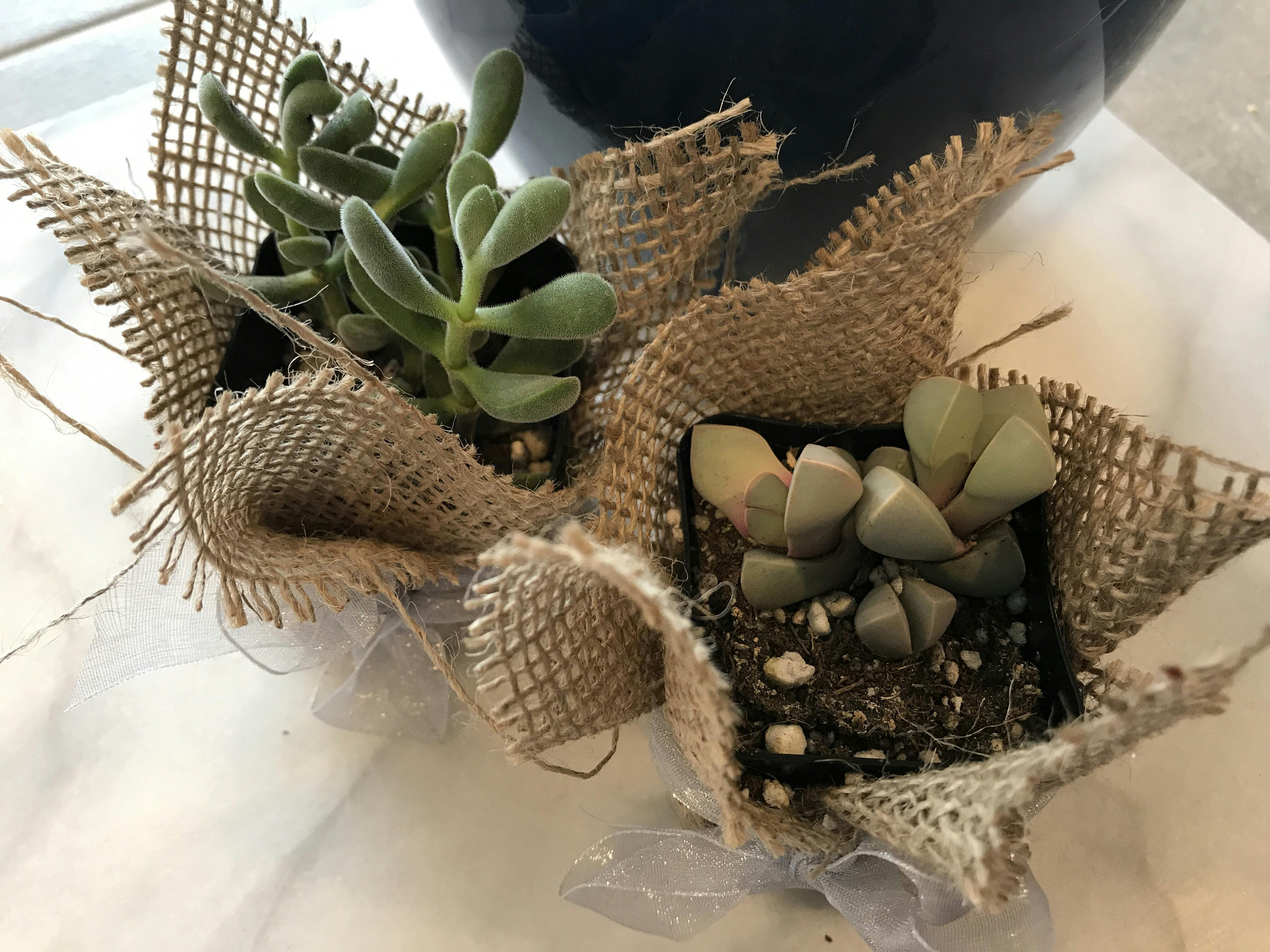 2" Assorted Succulent Wedding Succulent Favors for Sale Bulk Succulents