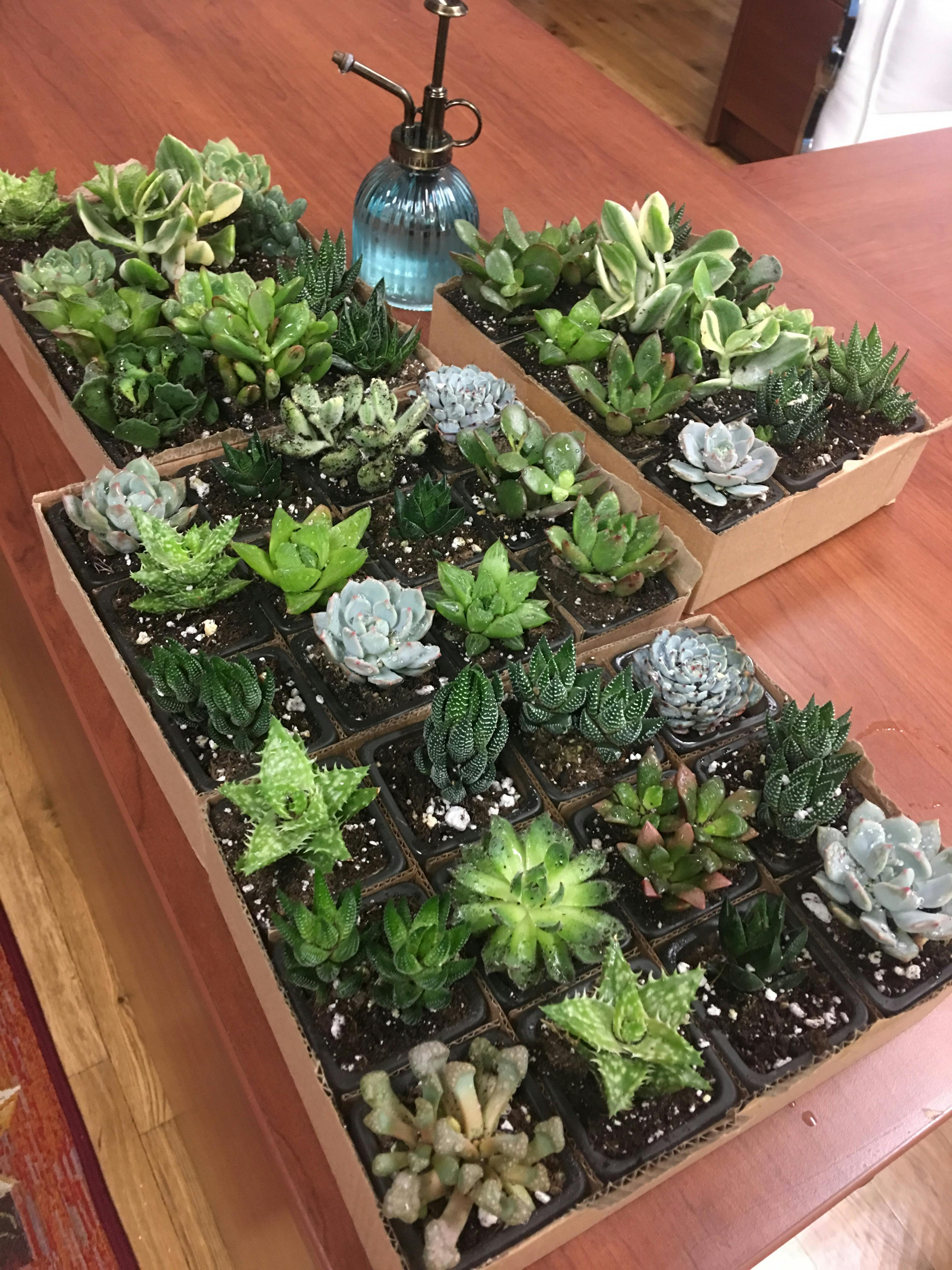 2" Assorted Succulent Wedding Succulent Favors for Sale Bulk Succulents