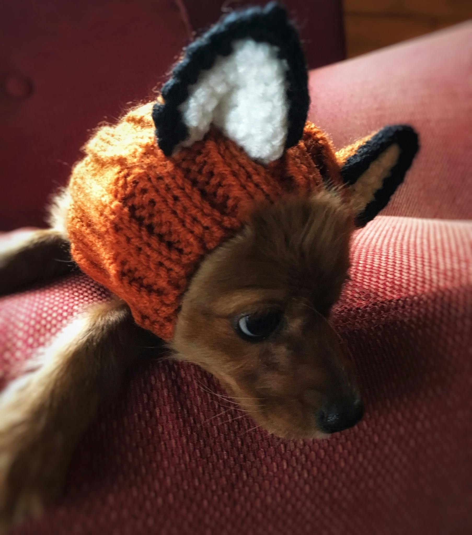 Knit Dog Snood Hat - Fox Zoo Snood – Zoo Snoods