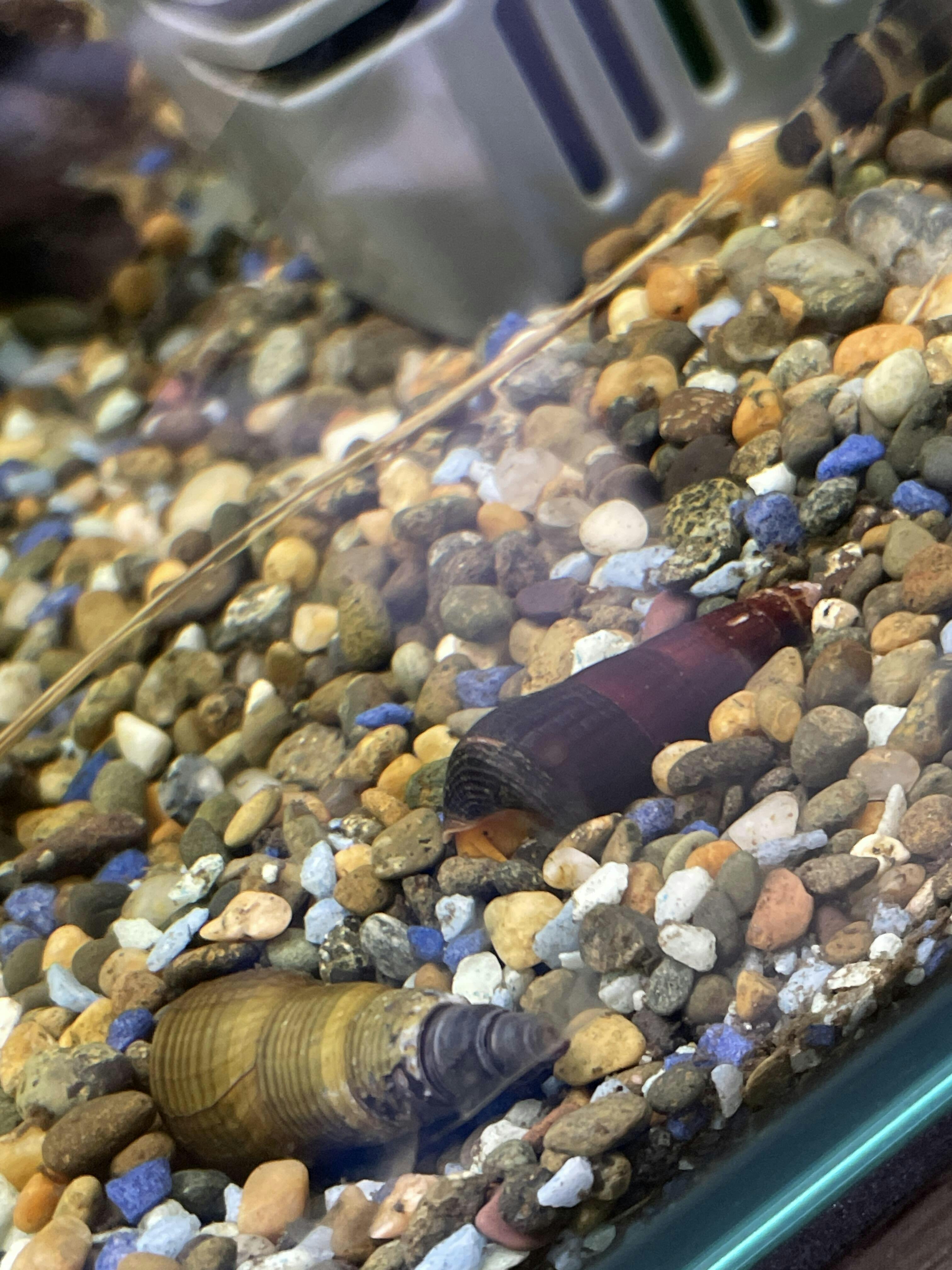 Buy Rare Orange Poso Rabbit Snail 5mm10mm On Sale At ABQUATICS