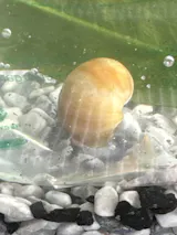 Spiny Spiky Marsh Snail (Thiar amarula )