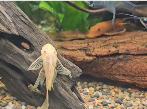 Longfin Marbled Calico Bristlenose Catfish 4cm-5cm - Locally Bred