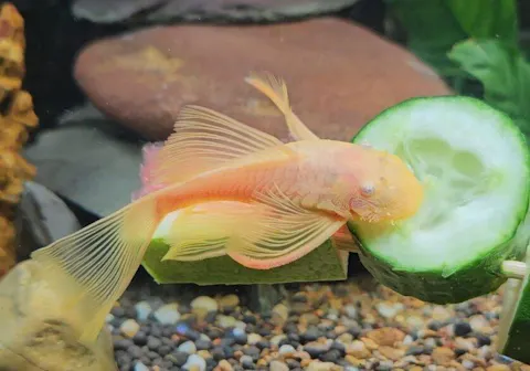 Longfin Marbled Calico Bristlenose Catfish 4cm-5cm - Locally Bred