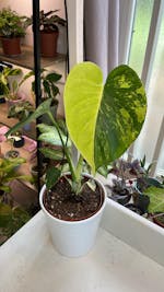 Monstera aurea