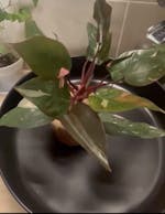 Philodendron 'Burgundy Princess'