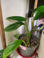 Monstera dragon tail