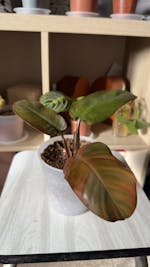 Philodendron BLACK CARDINAL