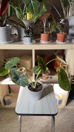 Alocasia dragon scale