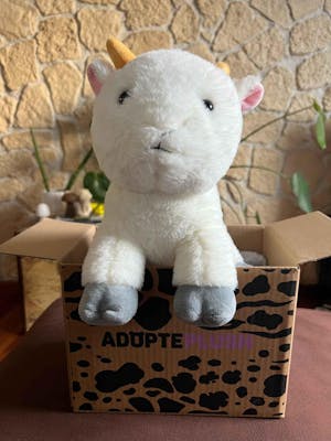 Coffret Câlin Billy