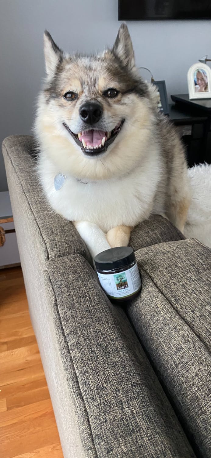 Soil & Sea | Primordial Pre & Probiotics - Adored Beast Apothecary