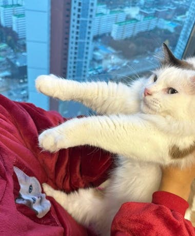 커스텀 펫자수 힐링후디 [UPGRADE]