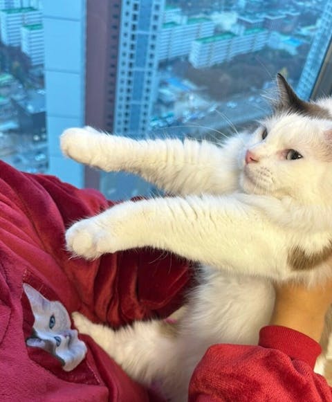 커스텀 펫자수 힐링후디 [UPGRADE]