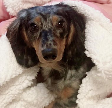 커스텀 펫자수 힐링후디 [UPGRADE]