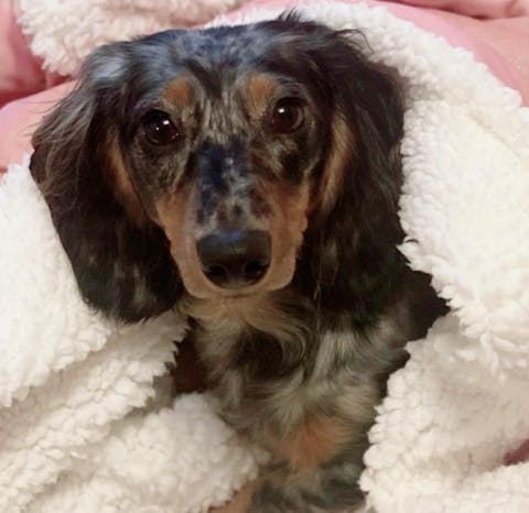 커스텀 펫자수 힐링후디 [UPGRADE]