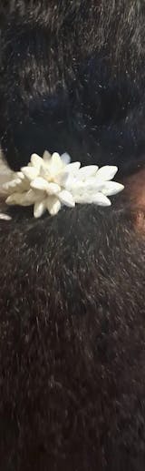 Realistic Jasmine Look Hand Strung String - Small Buds