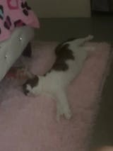 DIY Tulip Flower Sea Cube Night Lamp Kit