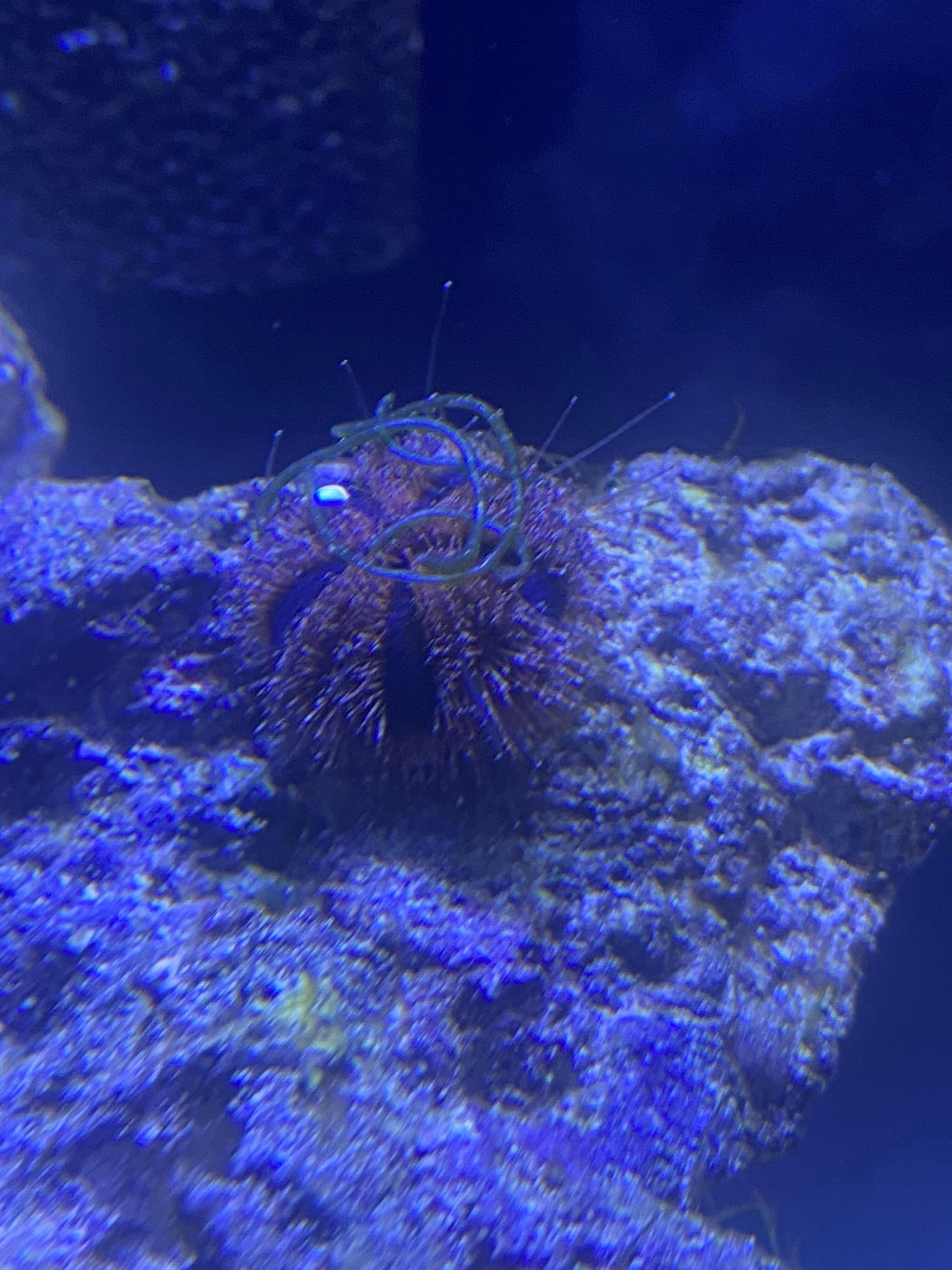 Red and Blue Tuxedo Urchin Captive Bred Invertebrates AlgaeBarn