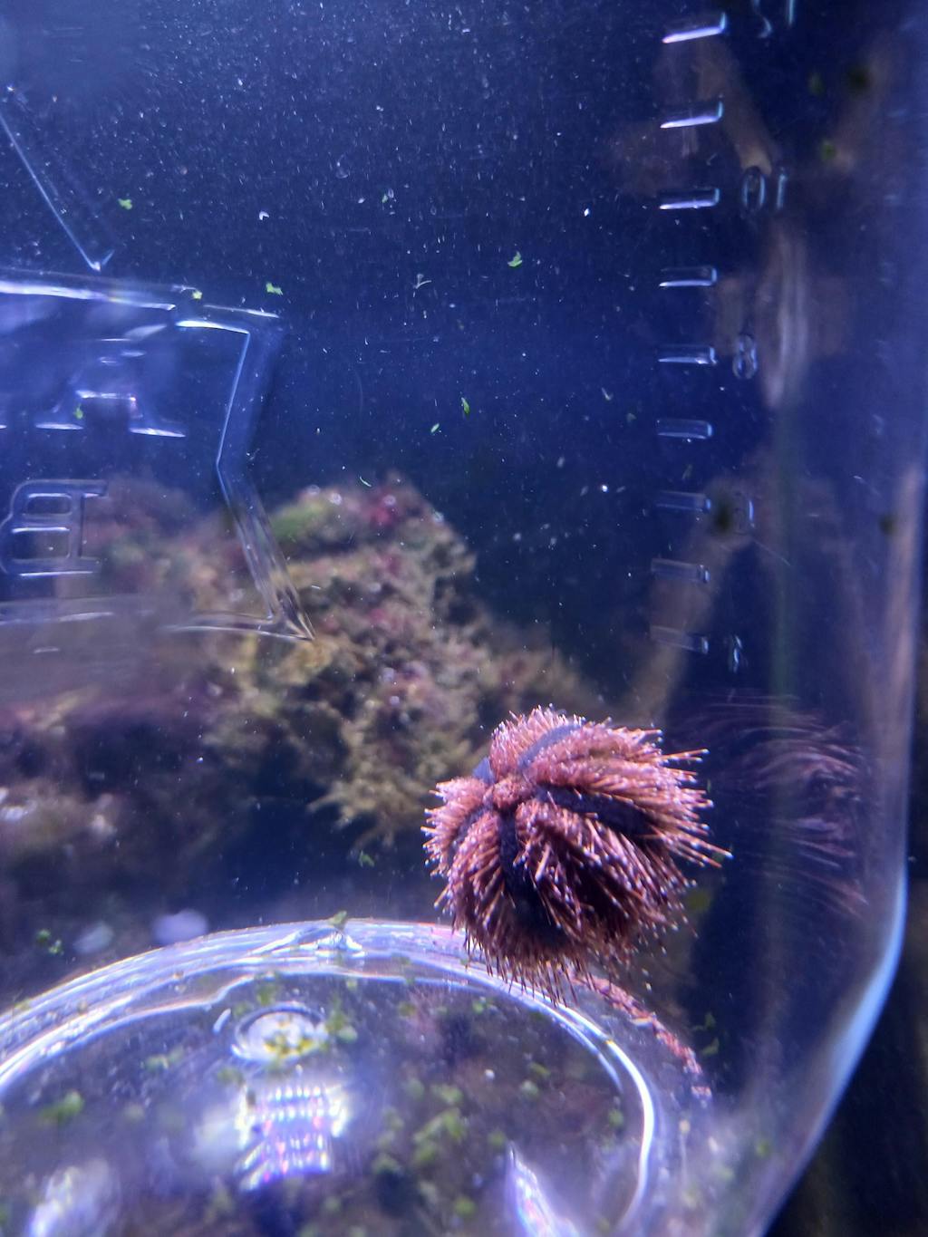 Red and Blue Tuxedo Urchin Captive Bred Invertebrates AlgaeBarn