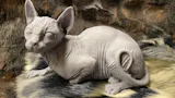 Sphynx Katze liegt von Alexander3dart als 3D Druck