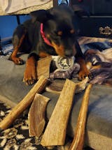 Moose Antler Paddle End Value Pack