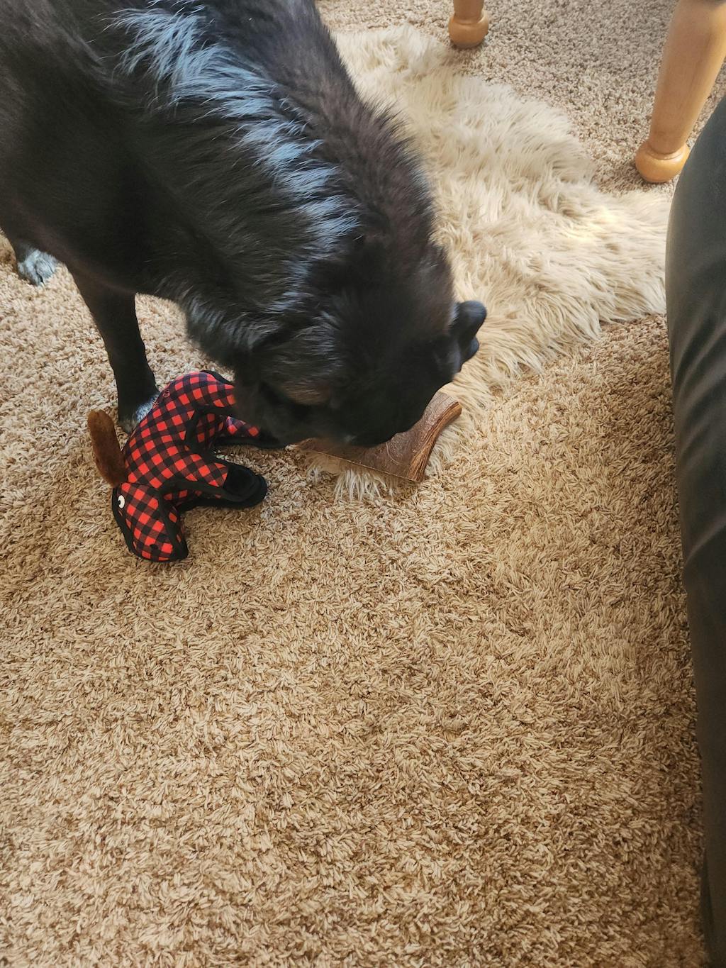Extra-Large Moose Antler Paddle for Aggressive Chewers