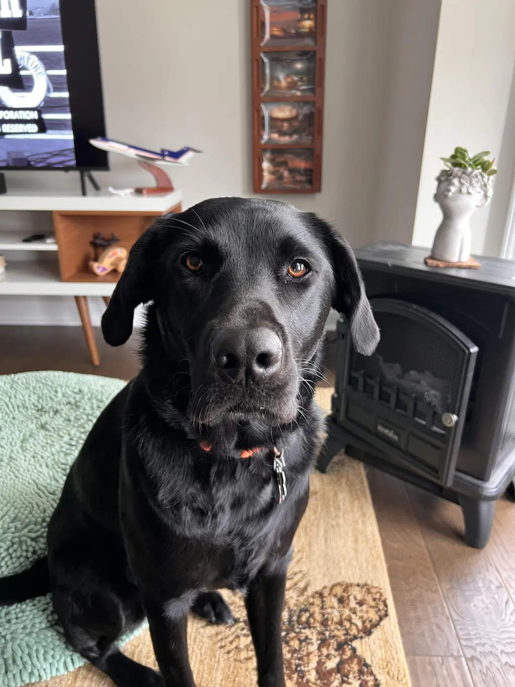 Moose Muncher™ Paddles