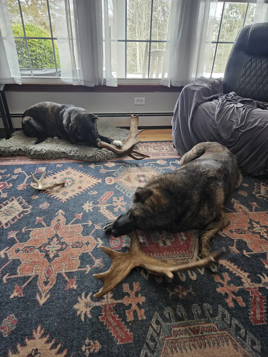 *Limited Run* Moose Antler Crown Dog Chew