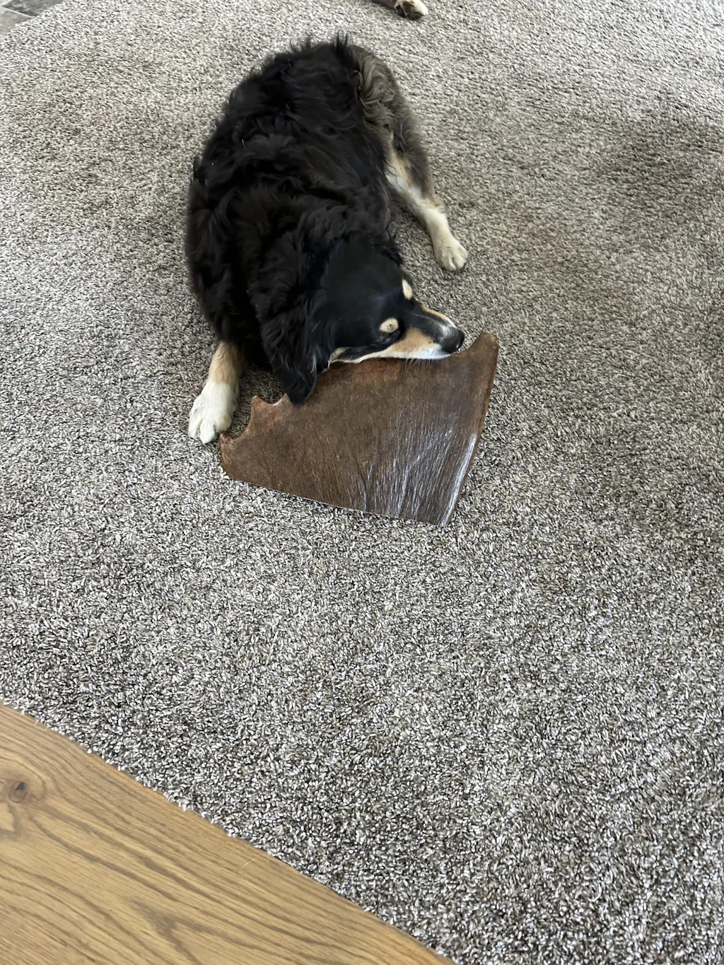 *Limited Run* Moose Antler Crown Dog Chew