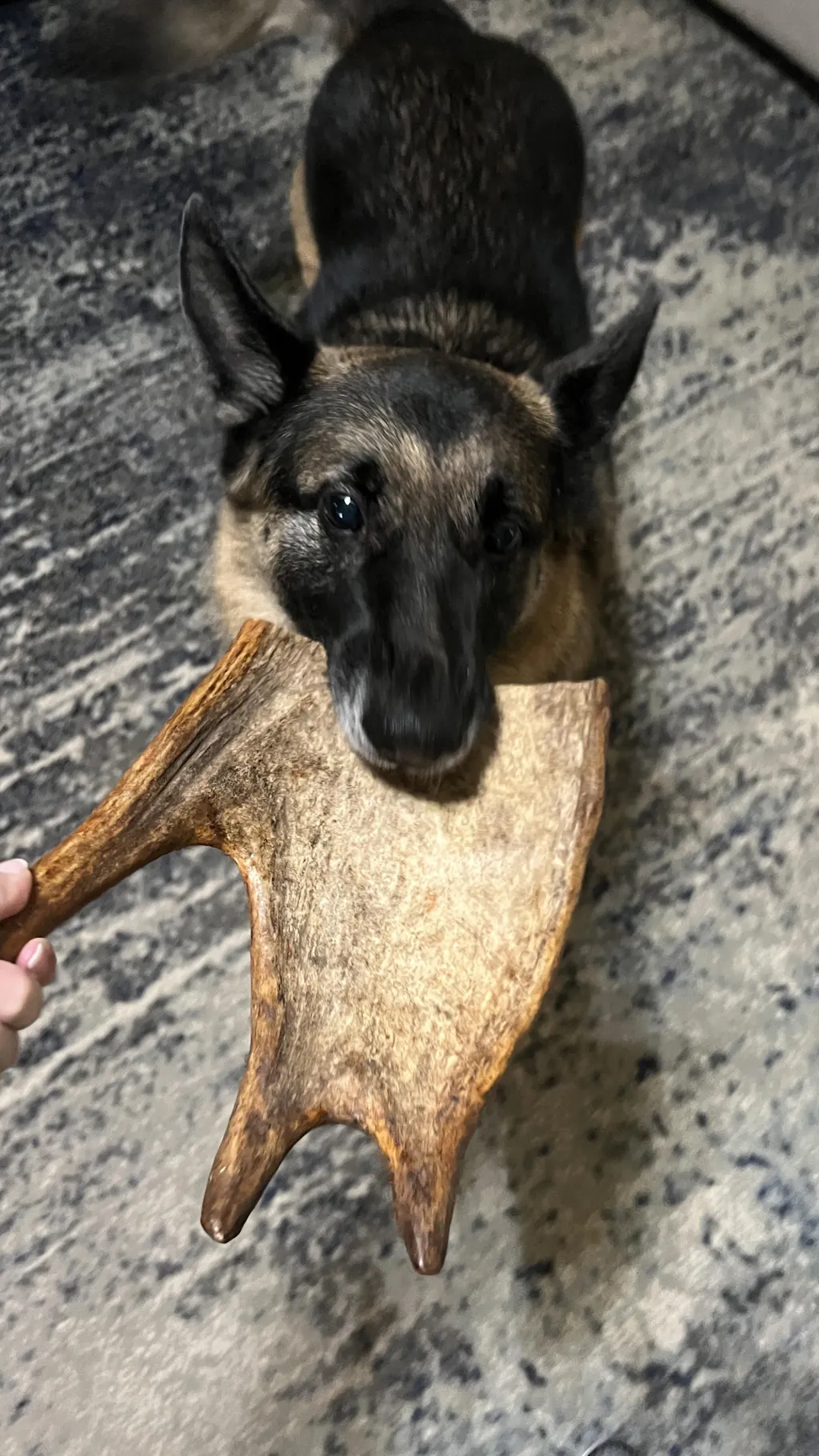 *Limited Run* Moose Antler Crown Dog Chew
