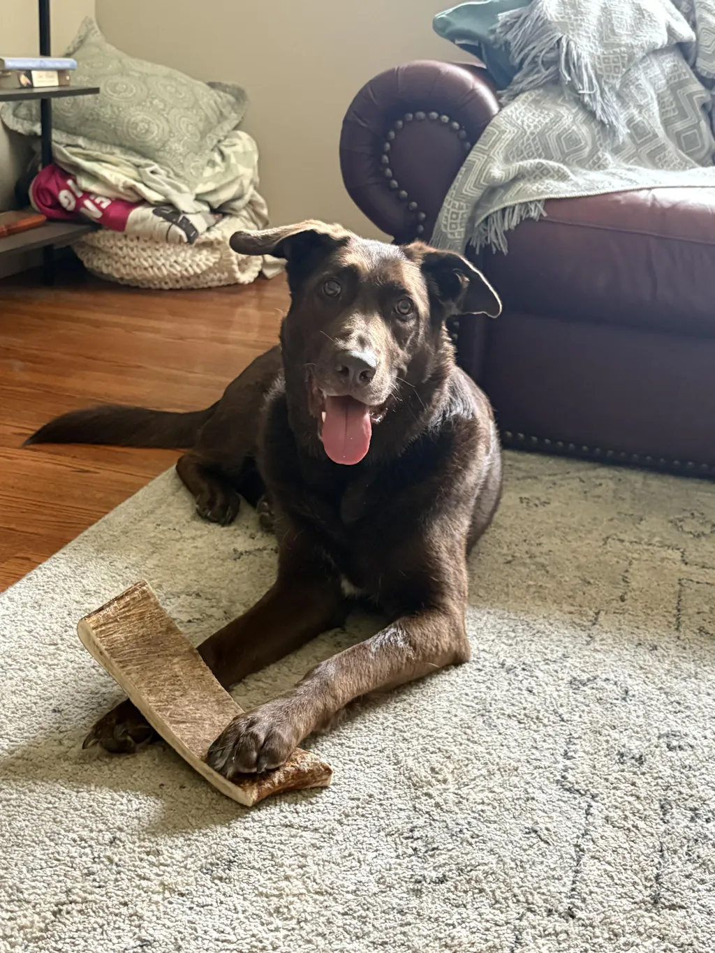 Moose Antler Paddle Dog Chew