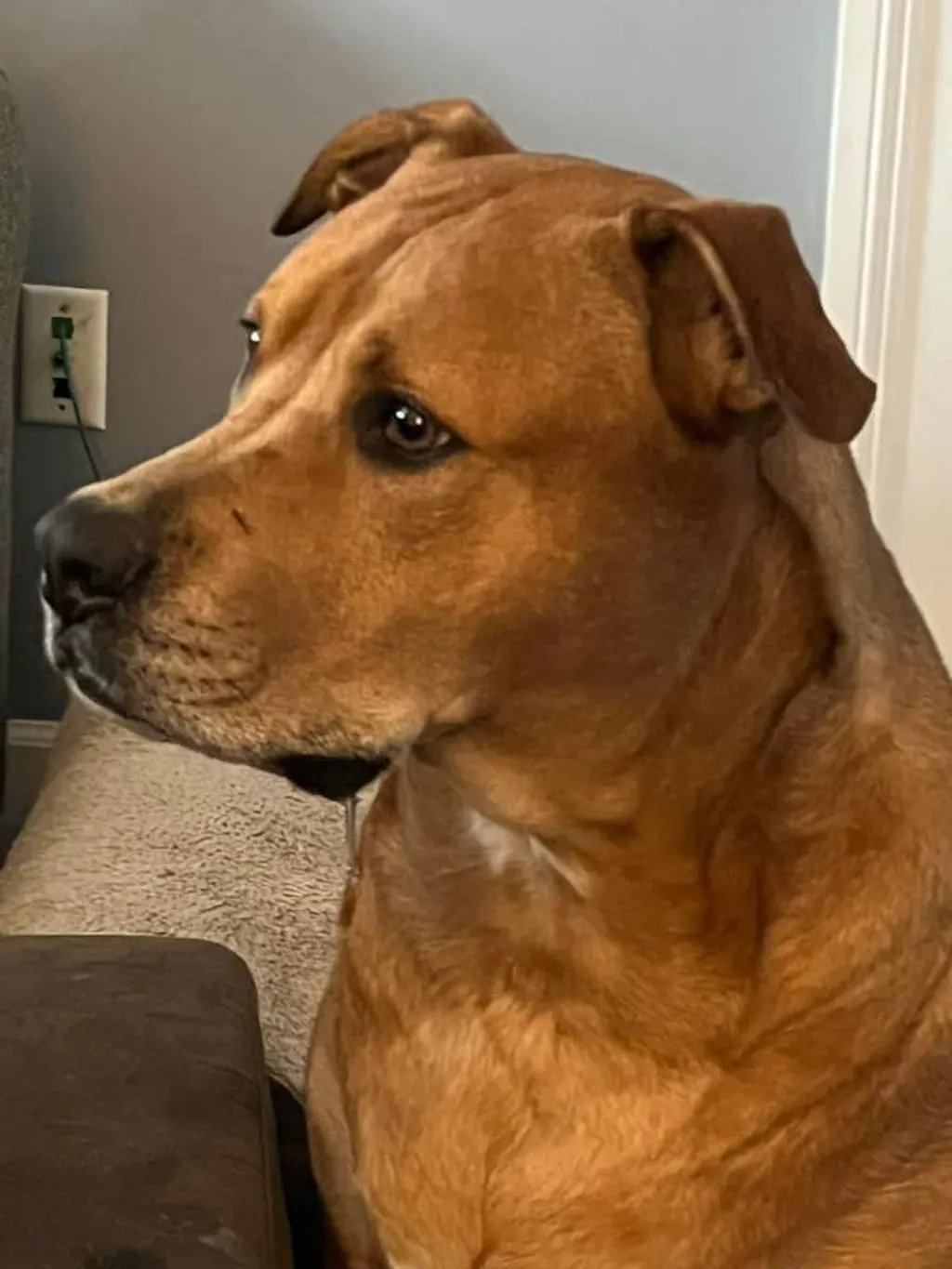 Power Chewer Box (Massive Value)