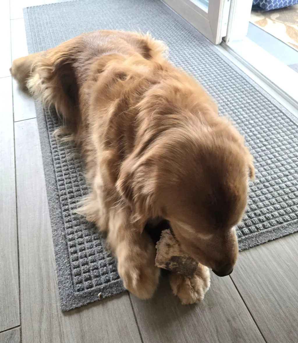 *Limited Run* Moose Antler Crown Dog Chew