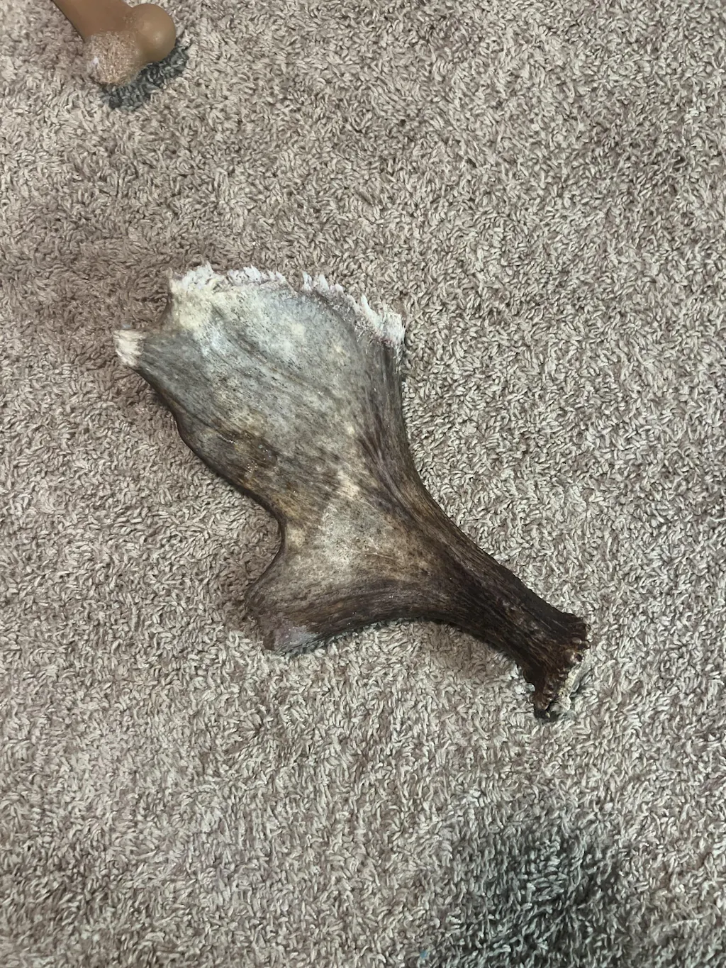 Allagash Antlers 